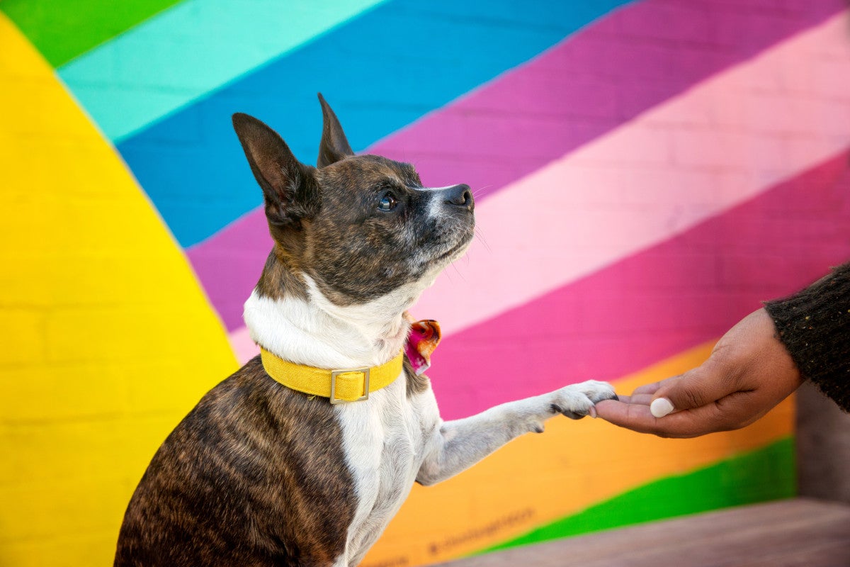 Help end puppy mill sales in Texas pet stores | Best Friends Animal